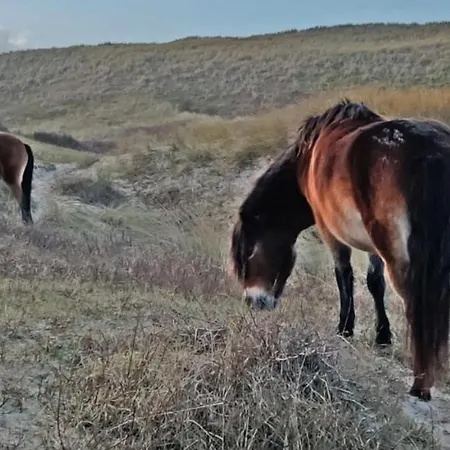 Prinsenhof # Zeventien